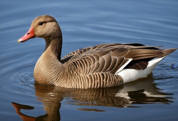 Obraz premium There's a duck swimming in the water