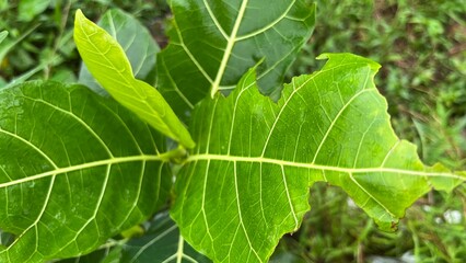 green leaf of green leaves