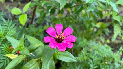 Obraz premium purple flower in the garden