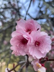 Pink Cherry Blossoms Trio