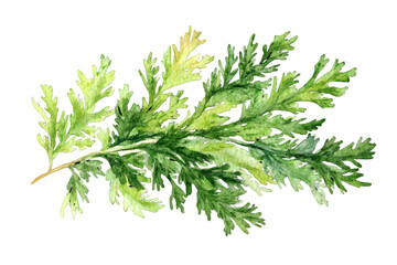 Fototapeta premium Watercolor Illustration Of Decorative Branch With Green Leaves