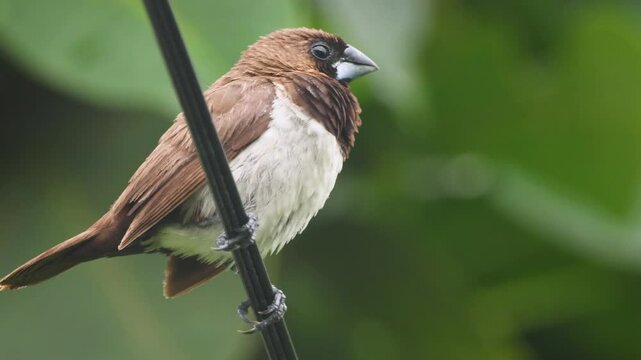 A sparrow bird resting perched on an electric cable