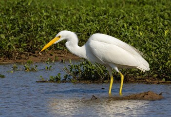 A white bird with a yellow beak is in the water