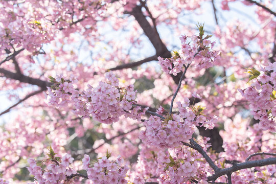 Cherry blossom tree in full bloom with delicate pink flowers against soft blue sky, perfect for seasonal advertising, spring themes, and beauty product marketing