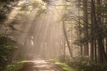 Obraz premium 森に射す光芒