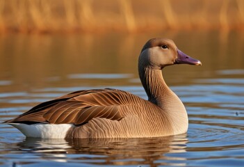 Floating in water with brown head and pink bill