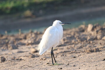 Littel white egret