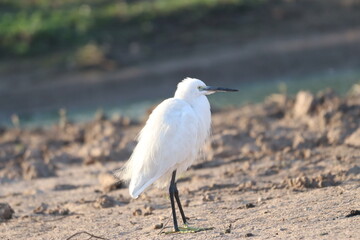 Littel white egret