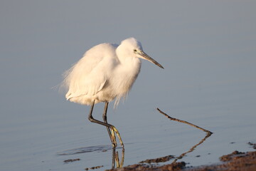 Littel white egret