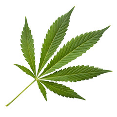 cannabis leaf isolated on white