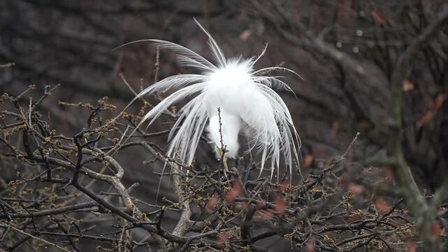 Male great egrets are actively courting their lover with spreading their long, beautiful feathers to impress their love in the spring heavy wind.