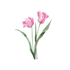 Fototapeta premium Pink tulips, watercolor illustration on a white background, hand-drawn