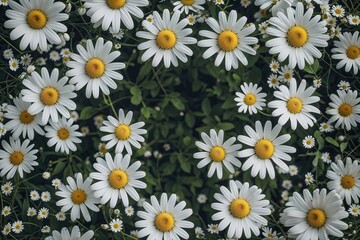 Aerial View of Elegant White Daisy Floral Background in Fresh Design