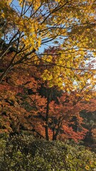 The view and landscape of Japan
