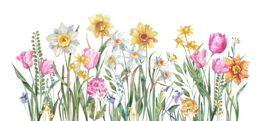 Bright spring flowers, daffodils, tulips, primroses, snowdrops and meadow grasses hand drawn with watercolors on a white background