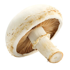mushrooms on a white background