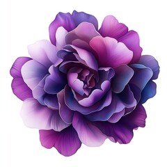 Beautiful Purple and Pink Flower with Soft Petals and Vibrant Colors on a White Background
