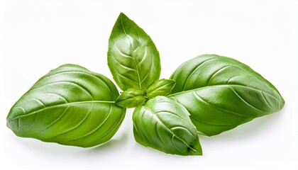 Fototapeta premium basil isolated fresh basil leavesnon white background perfect basil herb as food ingredient