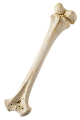 skeleton isolated on white