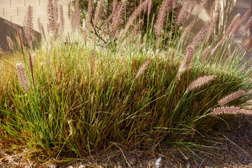 Clump of Fountain Grass  (Pennisetum setaceum)