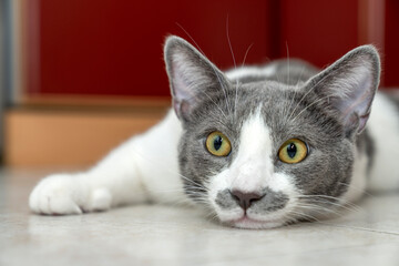grey and white cat portrait. Muzzle of a gray fluffy cat close up lying on the tile floor. red background. big eyes. copy space. pet ownership, pet friendship concept. Pet portrait.
