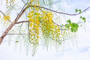 branch with yellow leaves