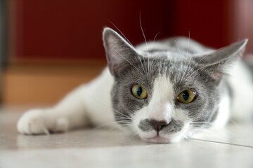 grey and white cat portrait. Muzzle of a gray fluffy cat close up lying on the tile floor. red background. big eyes. copy space. pet ownership, pet friendship concept. Pet portrait.
