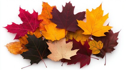 Fototapeta premium Autumn Leaves Collection Red Orange Yellow Maple Foliage Isolated on White