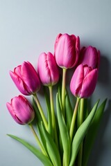 Fototapeta premium Close-up of pink and purple tulips arranged stylishly on grey background, stylish, flowers, pink