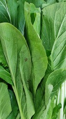 Fototapeta premium A close-up view of vibrant green Pak Choi (Bok Choy) leaves, showcasing their crisp texture and natural freshness. The leaves have a slightly wrinkled surface with visible veins running through them