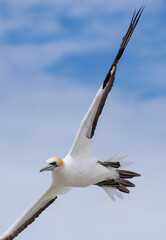 Australasian gannet on the wing
