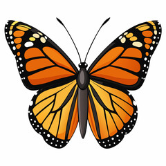 butterfly isolated on white background