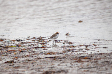Red-capped Plover (Charadrius ruficapillus) bird in Adelaide, South Australia