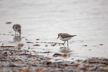 Sand piper - Red-necked Stint (Calidris ruficollis) birds feeding along the shore in Adelaide, South Australia