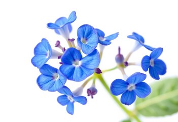 Isolated vibrant blue brunnera flower against pure white backdrop, color, nature