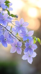 Fototapeta premium Purple clematis flowers blooming in spring garden with blurred background