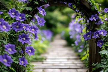 Obraz premium Purple clematis flowers covering a wooden arch in a garden