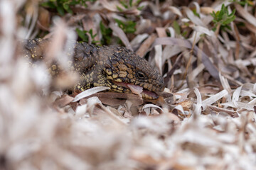 shingleback skink (Tiliqua rugosa) eating a piece of raw chicken
