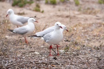 close-up of a group of seagulls in a natural, sandy environment 