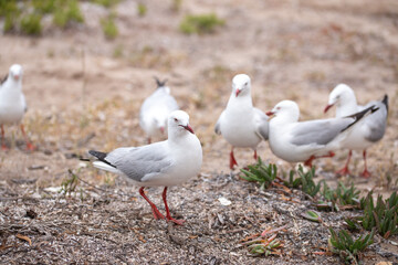 close-up of a group of seagulls in a natural, sandy environment 