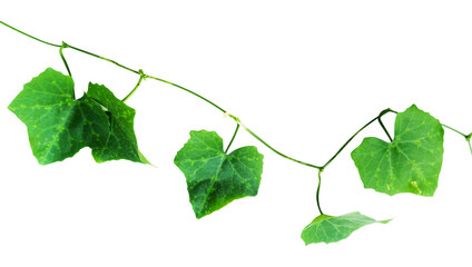 green leaves isolated on white background