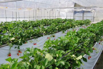 いちごハウス