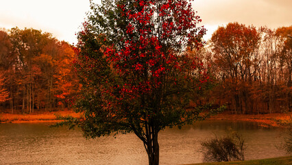 Naklejka premium sunset in the park