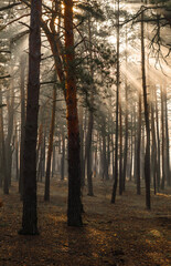 Obraz premium Sunbeams breaking through tree branches. A pleasant walk in the forest on a sunny morning.