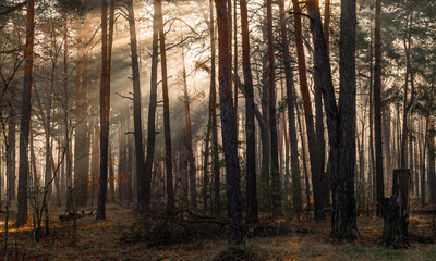 Sunbeams breaking through tree branches. A pleasant walk in the forest on a sunny morning. © Mykhailo