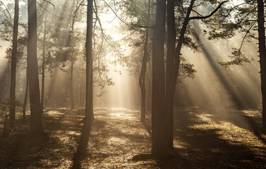 Obraz premium Sunbeams breaking through tree branches. A pleasant walk in the forest on a sunny morning.
