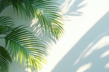 Fototapeta premium Lush green palm fronds against a white wall cast dramatic shadows. Perfect for summer, tropical, or nature-themed designs.