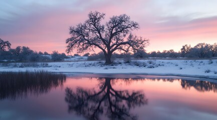 Obraz premium Winter Sunrise Landscape Featuring a Solitary Tree