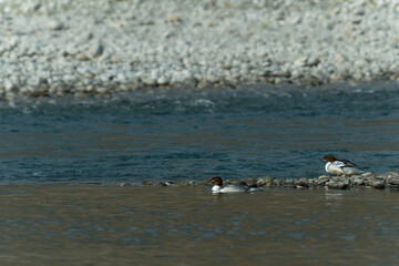 Common merganser on the beach