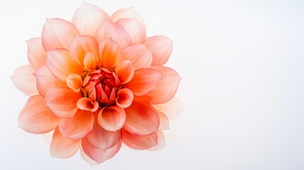 Fototapeta premium Pink Dahlia Flower Watercolor Painting Botanical Art High Resolution Image